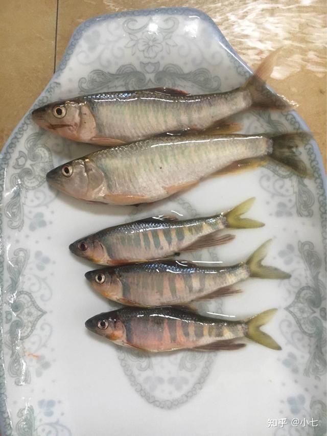 鱼鳃寄生虫的鉴别技巧_马口鱼钓鱼技巧_马口鱼营养价值