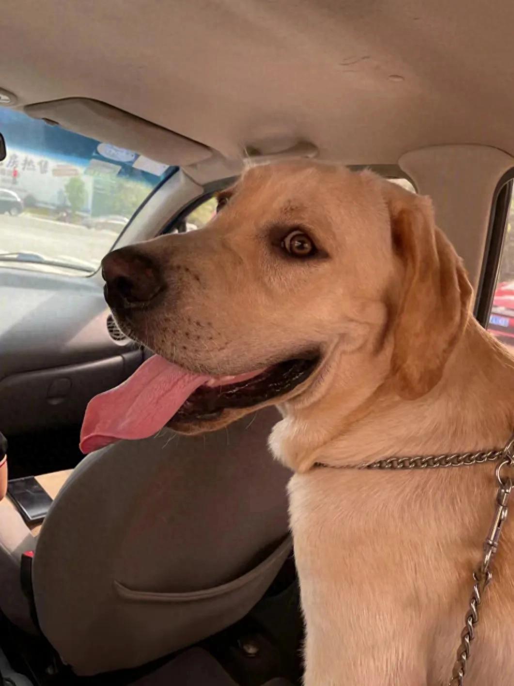 养狗人一定要知道这些——家庭必备yao-派特超人-宠物