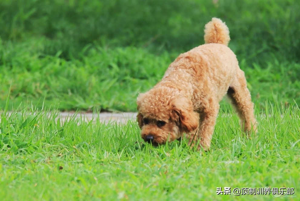 铲屎官如何在家给泰迪狗驱虫|保姆级教程-派特超人-宠物