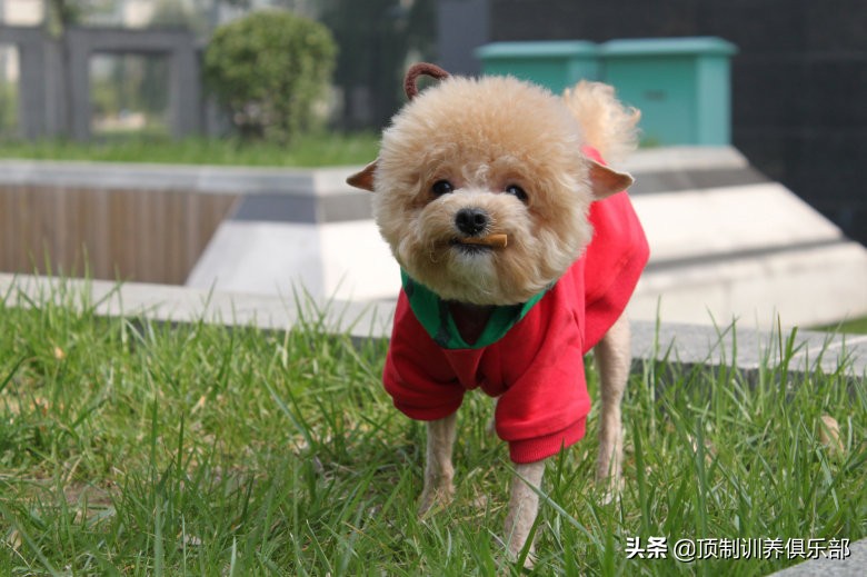 狗狗常见体内寄生虫危害_狗狗体内寄生虫驱虫方法_狗狗沐浴露的用量控制