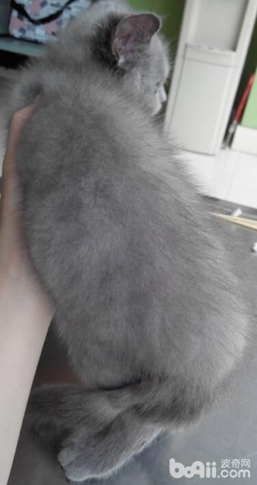 宠物种马尾病怎么治疗?-派特超人-宠物