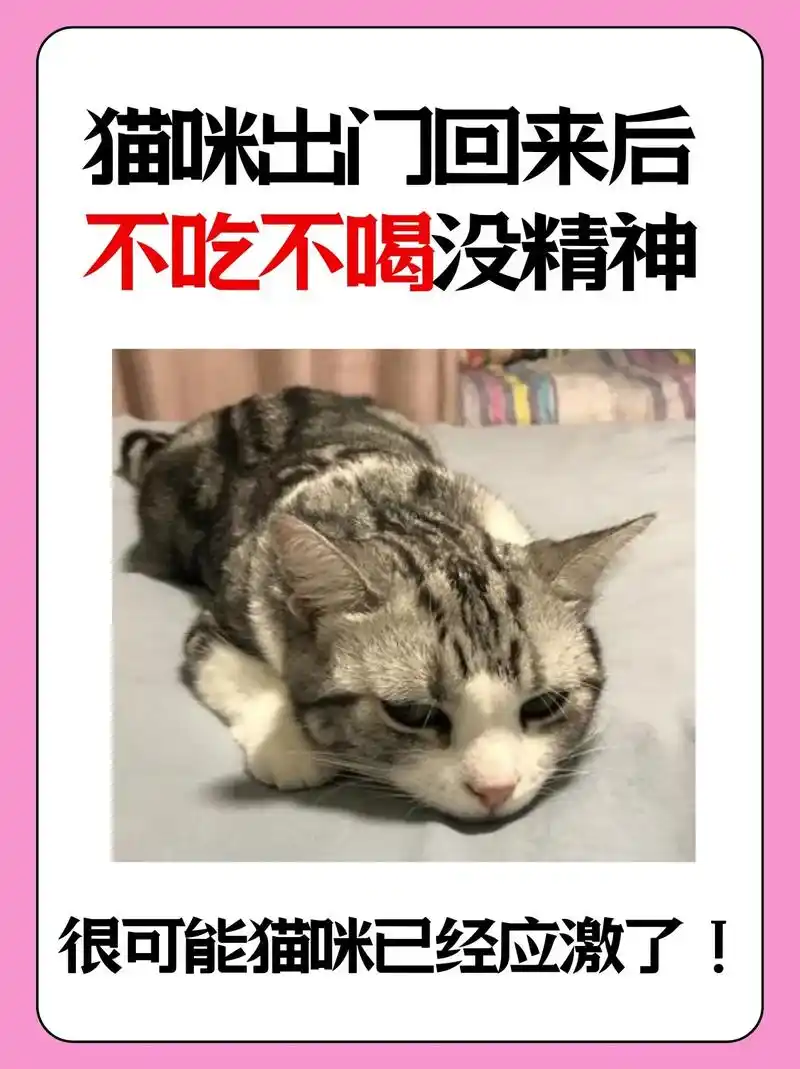 猫咪不吃饭是怎么了(猫咪临死前的六个特殊征兆)-派特超人-宠物