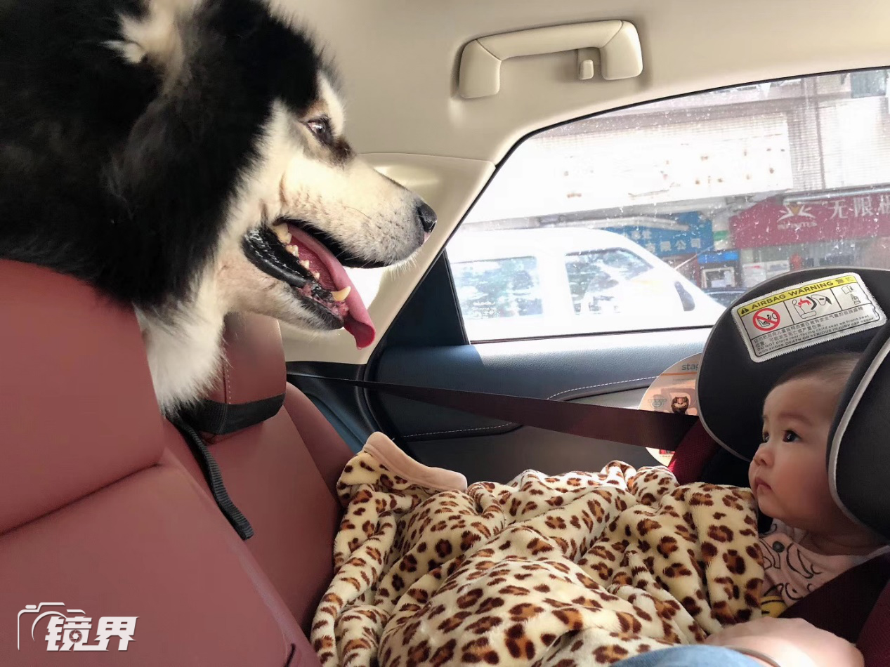 宠物美容师:细心雕琢萌宠的美-派特超人-宠物