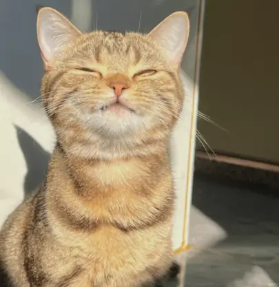 宠物家长必读:猫不吃东西可能是这些病症信号,及时应对是关键!-派特超人-宠物