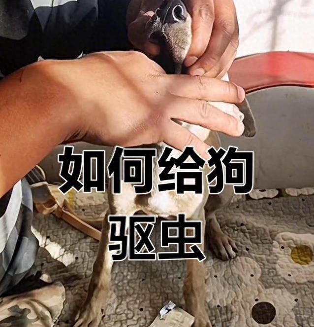 小狗抓挠毛掉光,跳蚤吸血藏危机,3招护它健康跑-派特超人-宠物