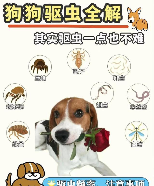 幼犬体外驱虫方法_宠物驱虫药选择技巧_狗狗沐浴露的用量控制