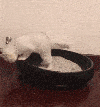 猫咪突然不埋便便了,该怎么办?-派特超人-宠物