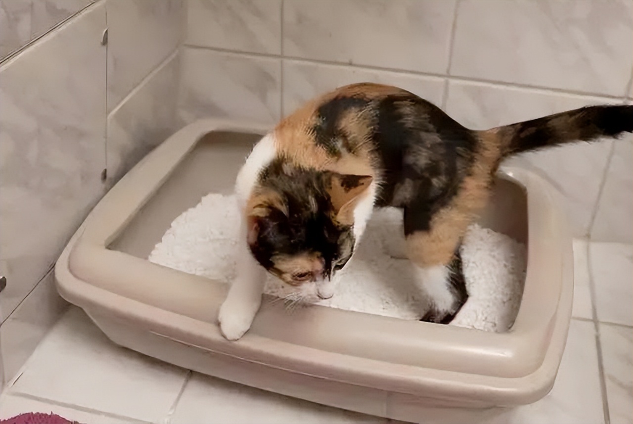 猫咪为什么爱埋食物_猫咪埋粑粑原因_猫咪不埋粑粑原因
