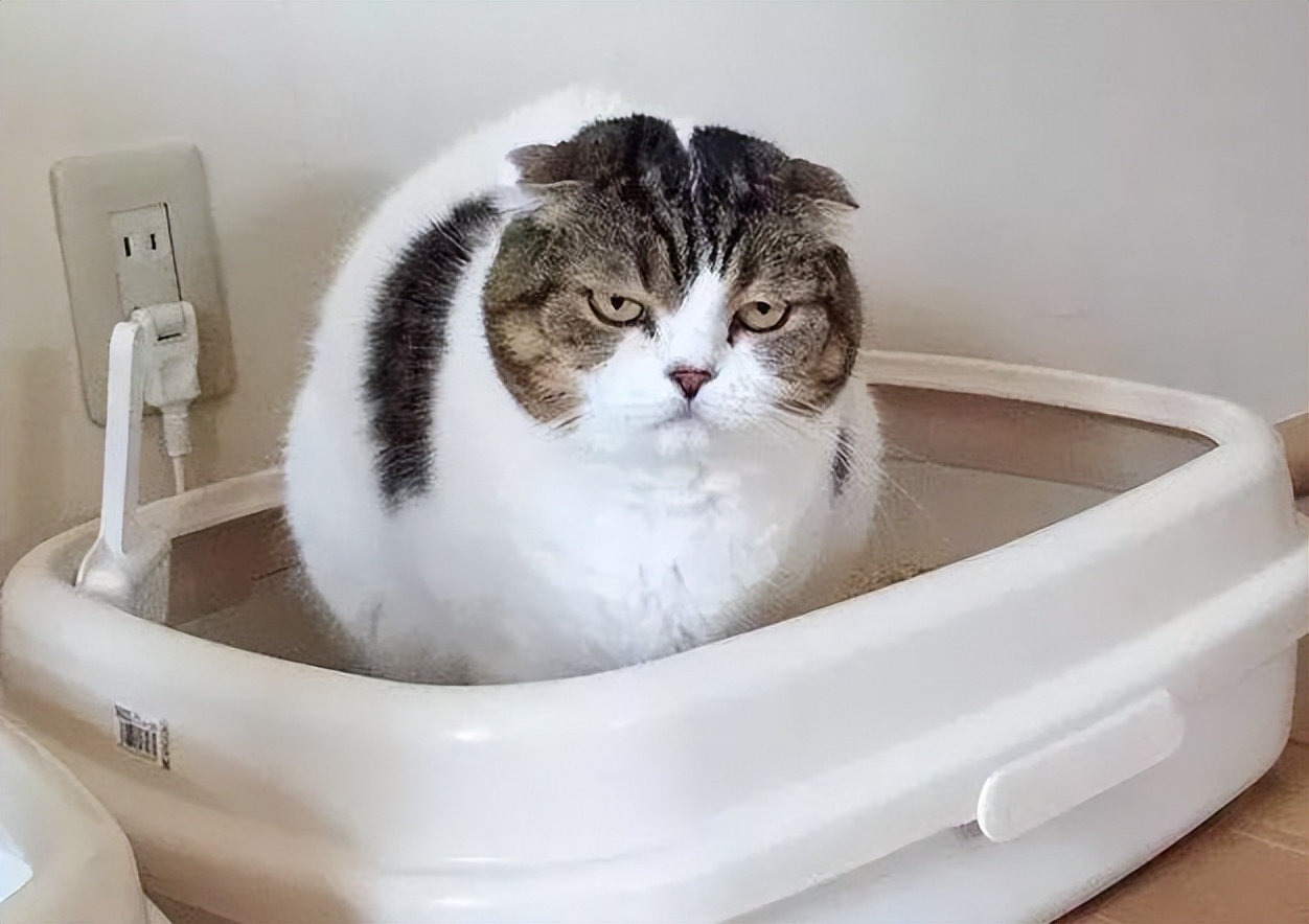 猫咪埋粑粑原因_猫咪为什么爱埋食物_猫咪不埋粑粑原因