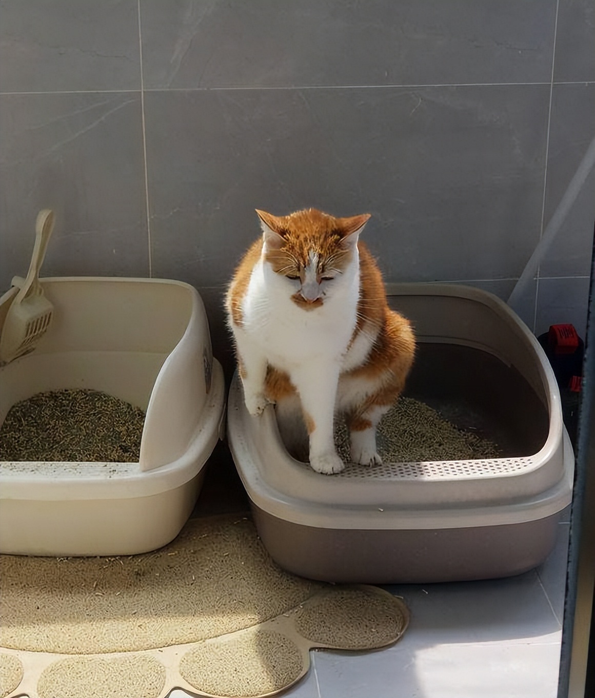 猫咪不埋粑粑原因_猫咪埋粑粑原因_猫咪为什么爱埋食物