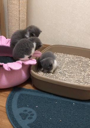 猫咪为什么爱埋食物_猫咪不埋粑粑原因_猫咪埋粑粑原因