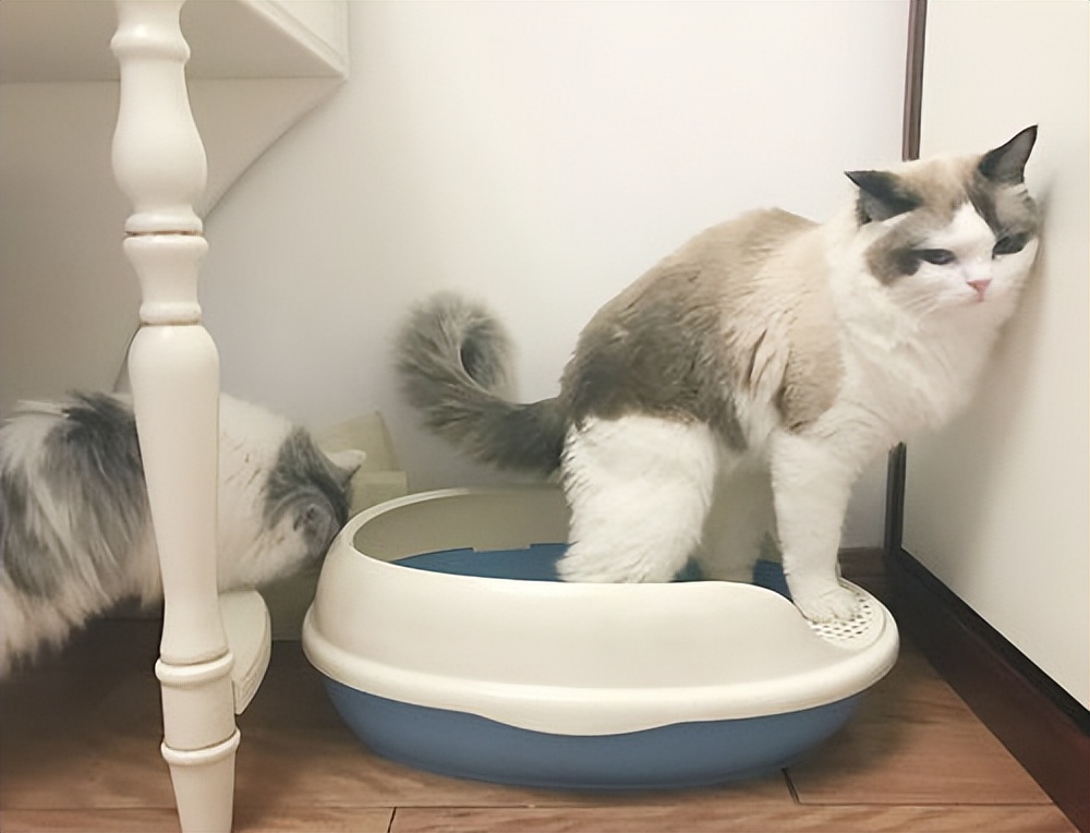 猫咪为什么爱埋食物_猫咪埋粑粑原因_猫咪不埋粑粑原因