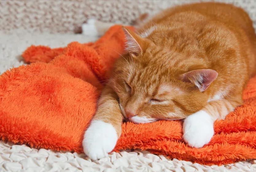 猫咪埋粑粑原因_猫咪为什么爱埋食物_猫咪不埋粑粑原因