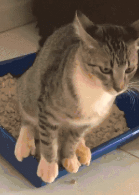 猫咪埋粑粑原因_猫咪不埋粑粑原因_猫咪为什么爱埋食物