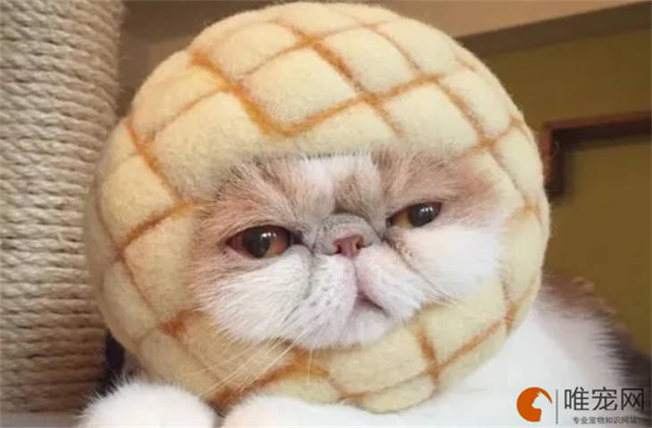 猫不吃不喝是怎么回事 临死前的征兆有哪些-派特超人-宠物