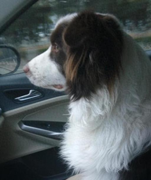 大金福系列:教你自己轻松吃药心爱的狗宝贝-派特超人-宠物