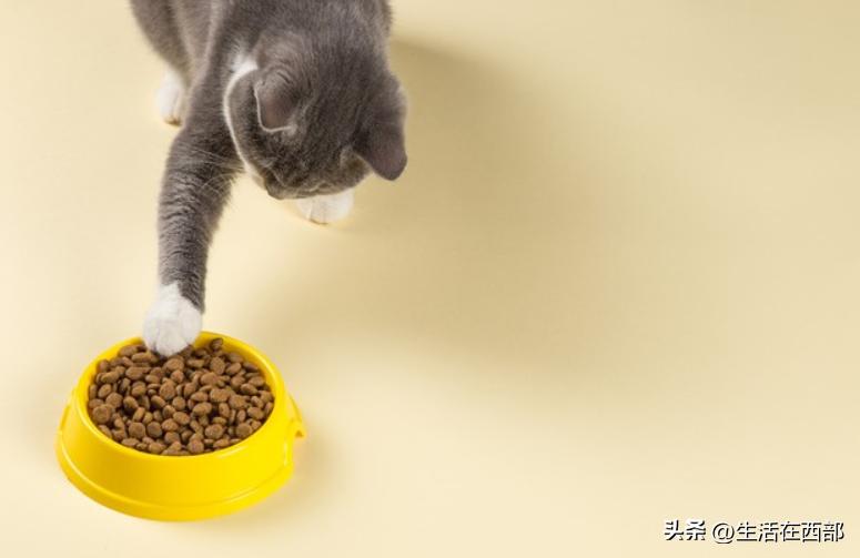 猫吃完东西刨地是怎么回事?-派特超人-宠物