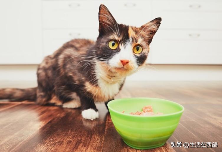 猫咪吃完猫粮刨地原因_猫咪食盆不干净刨地解决方法_猫咪为什么爱埋食物