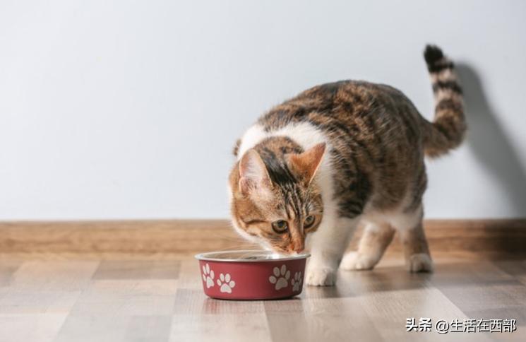 猫咪为什么爱埋食物_猫咪食盆不干净刨地解决方法_猫咪吃完猫粮刨地原因
