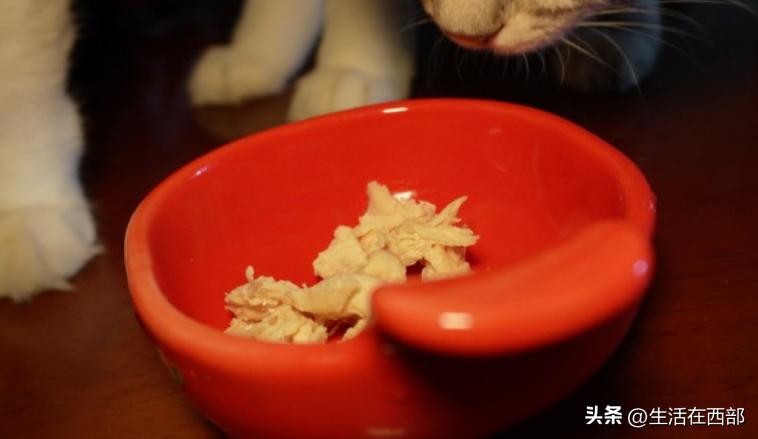 猫咪食盆不干净刨地解决方法_猫咪为什么爱埋食物_猫咪吃完猫粮刨地原因
