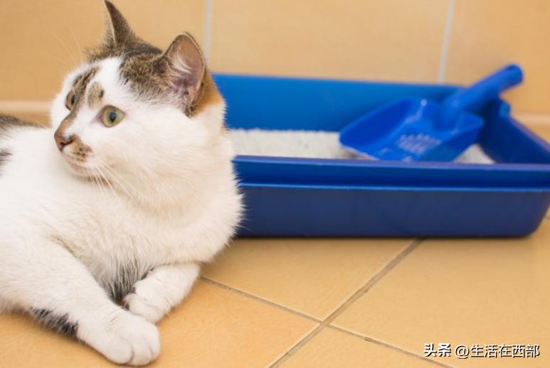 猫咪食盆不干净刨地解决方法_猫咪为什么爱埋食物_猫咪吃完猫粮刨地原因