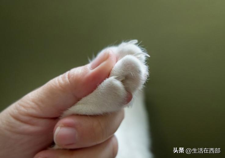 猫咪吃完猫粮刨地原因_猫咪食盆不干净刨地解决方法_猫咪为什么爱埋食物