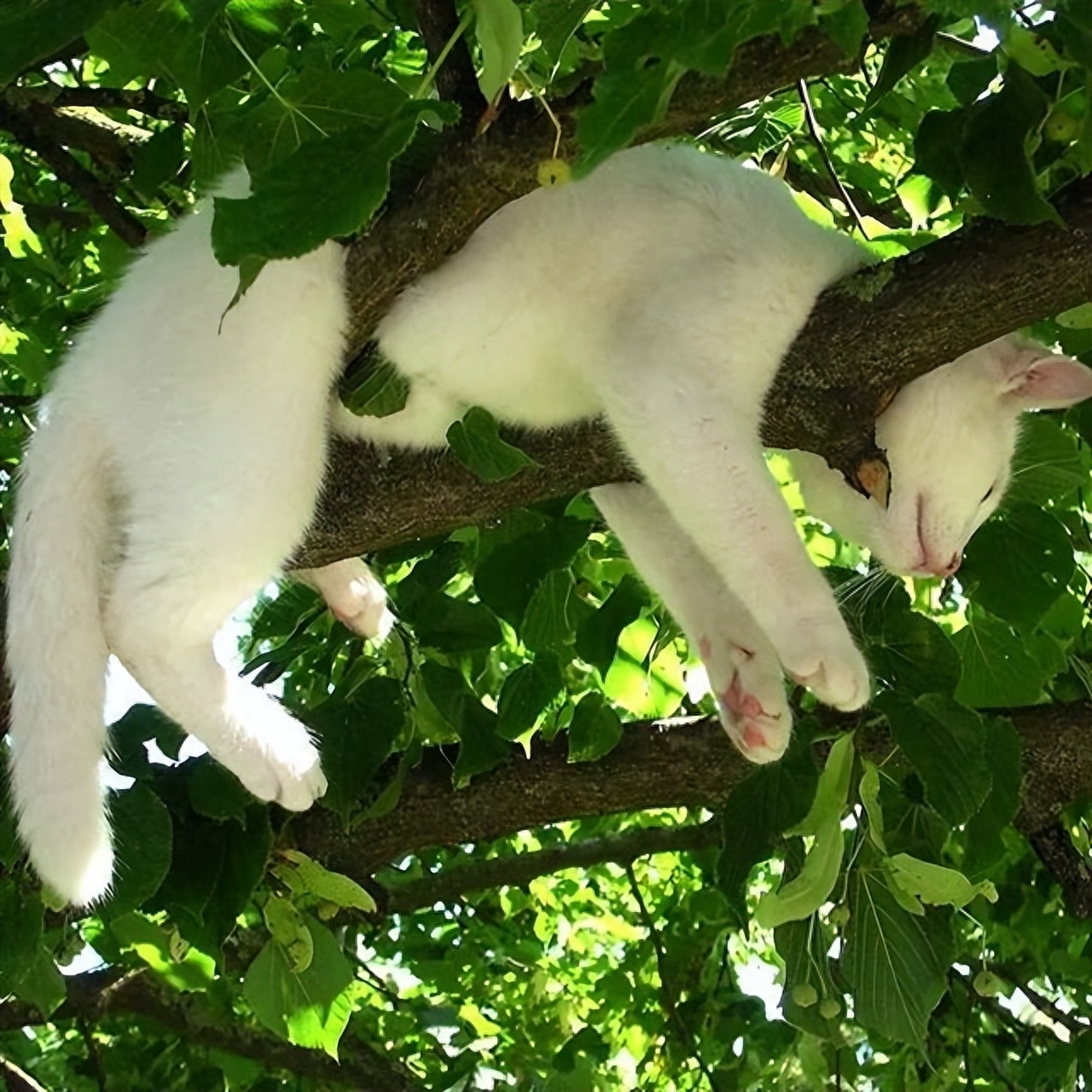 猫咪为什么爱埋食物_猫咪火葬处理_猫咪死后处理方法