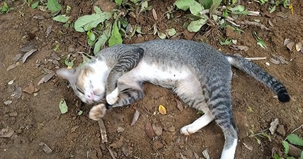 猫咪火葬处理_猫咪死后处理方法_猫咪为什么爱埋食物