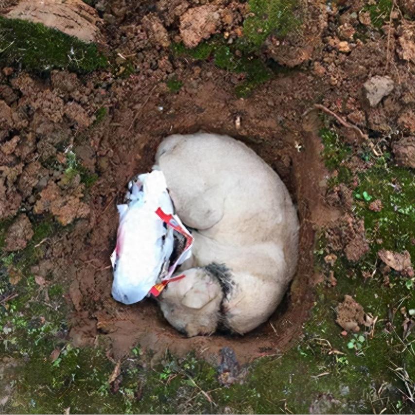 猫咪为什么爱埋食物_猫咪火葬处理_猫咪死后处理方法