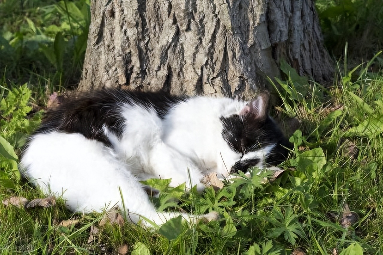 猫咪为什么爱埋食物_猫咪火葬处理_猫咪死后处理方法