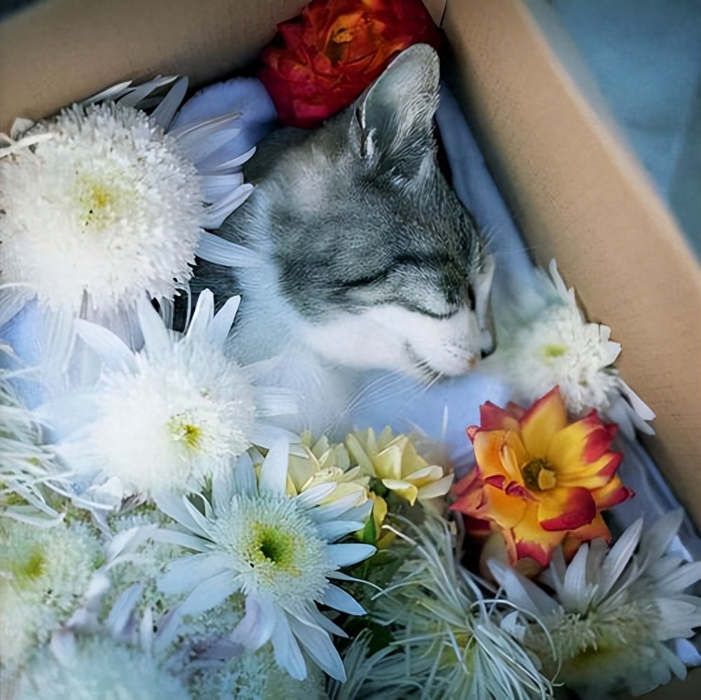 猫咪死后处理方法_猫咪火葬处理_猫咪为什么爱埋食物