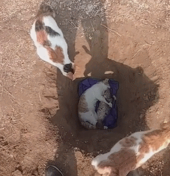 猫咪火葬处理_猫咪为什么爱埋食物_猫咪死后处理方法