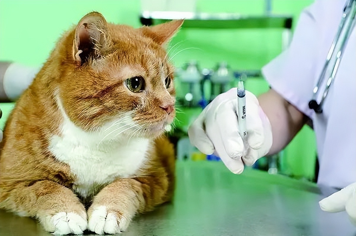 猫咪死后处理方法_猫咪火葬处理_猫咪为什么爱埋食物