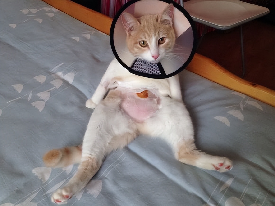 猫咪火葬处理_猫咪死后处理方法_猫咪为什么爱埋食物