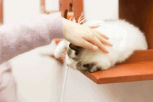 猫咪死后处理方法_猫咪为什么爱埋食物_猫咪火葬处理