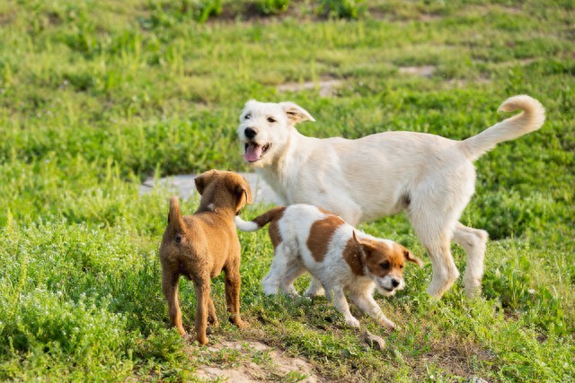 养狗小妙招-派特超人-宠物