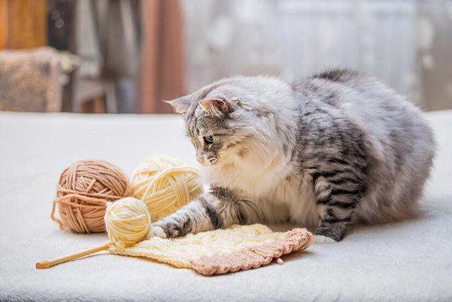 猫咪突然不吃不喝？危险信号解读_猫咪食欲不振解决方法_猫咪不吃食原因处理
