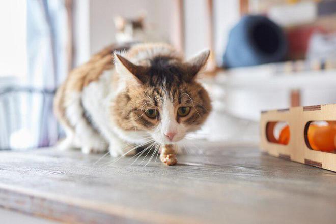 猫咪不吃食原因处理_猫咪突然不吃不喝？危险信号解读_猫咪食欲不振解决方法