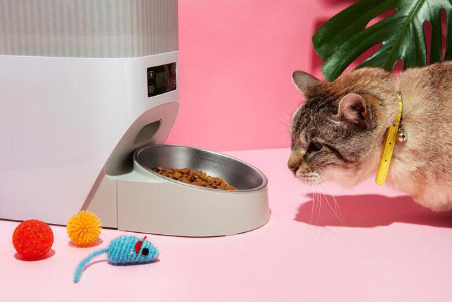 猫咪食欲不振解决方法_猫咪不吃食原因处理_猫咪突然不吃不喝？危险信号解读