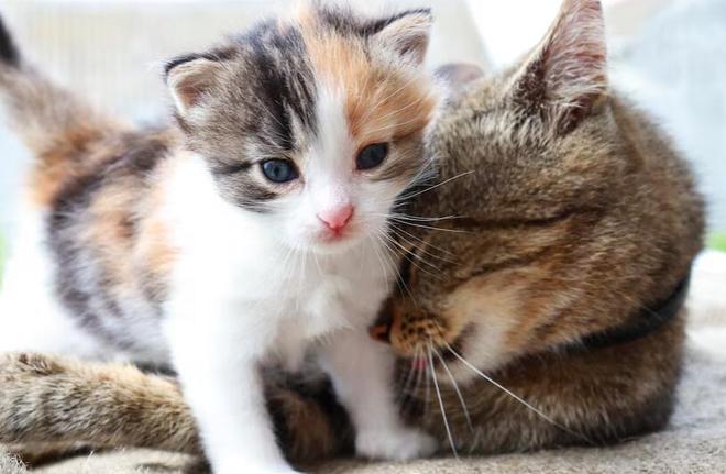 猫咪不吃食原因处理_猫咪突然不吃不喝？危险信号解读_猫咪食欲不振解决方法