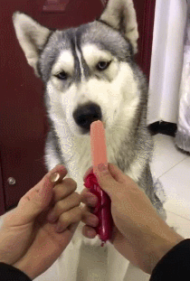 狗狗驱虫药注意事项_狗狗驱虫药正确喂食方法_狗狗沐浴露的用量控制