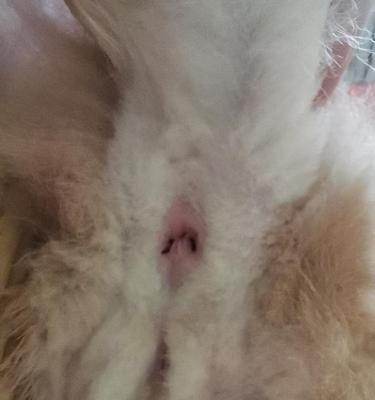 猫咪肛门腺问题如何处理？治疗步骤和注意事项是什么？