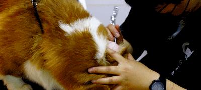 猫咪肛门腺问题如何处理？治疗步骤和注意事项是什么？