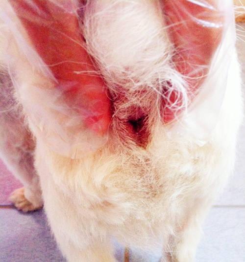猫咪肛门腺问题如何处理？治疗步骤和注意事项是什么？