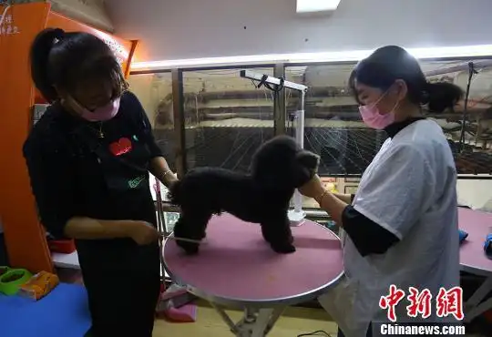 宠物美容师的日常:给小狗“洗剪吹” 一只狗要花1个多小时-派特超人-宠物