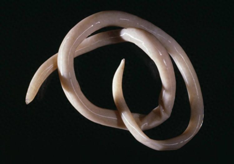 如何预防患者得蛔虫病?-派特超人-宠物