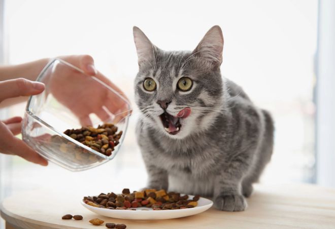 猫咪为何突然没食欲?5种可能性,问题都不大,你家猫也这样吗?-派特超人-宠物