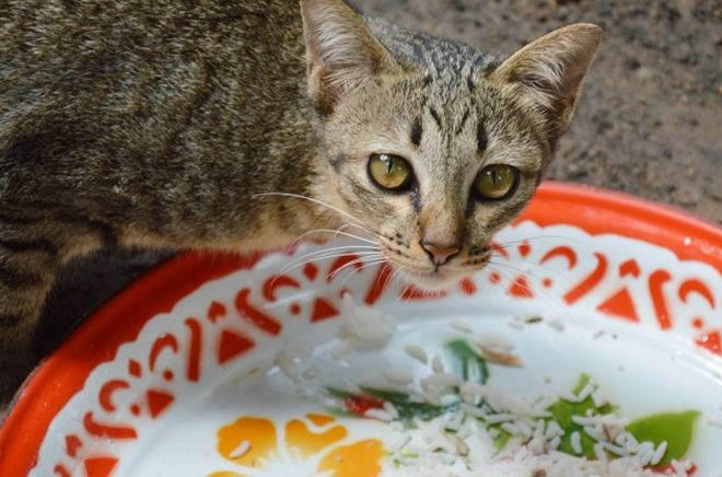 猫咪突然没食欲原因_猫咪突然不吃不喝？危险信号解读_猫咪食欲不振解决办法
