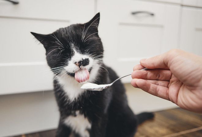 猫咪突然没食欲原因_猫咪突然不吃不喝？危险信号解读_猫咪食欲不振解决办法