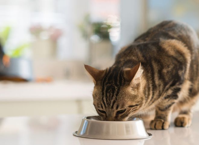 猫咪突然没食欲原因_猫咪食欲不振解决办法_猫咪突然不吃不喝？危险信号解读
